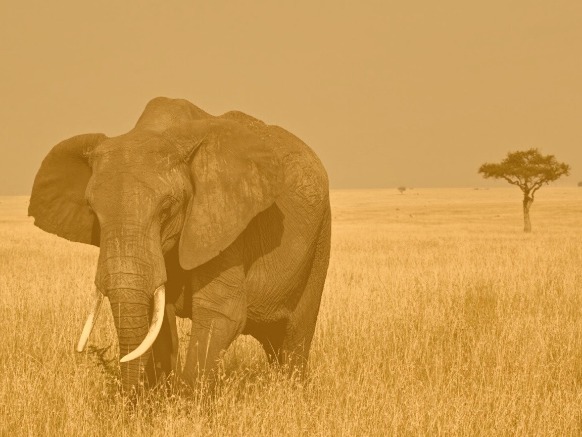 Африканский слон обои