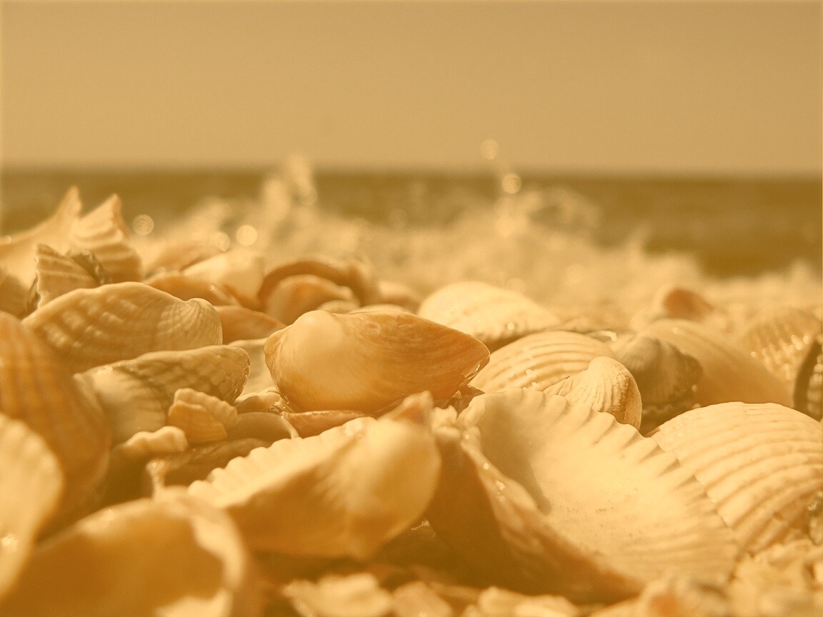 Морские ракушки обои