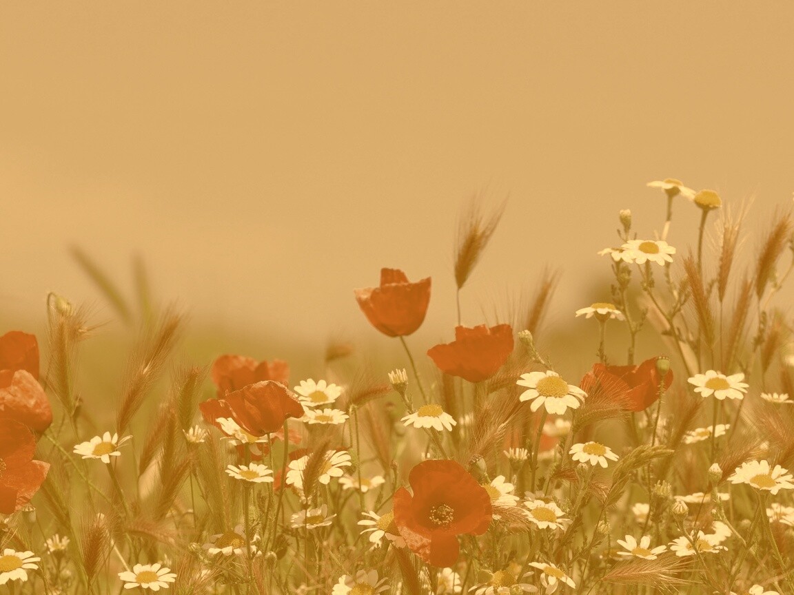 Цветы в поле обои