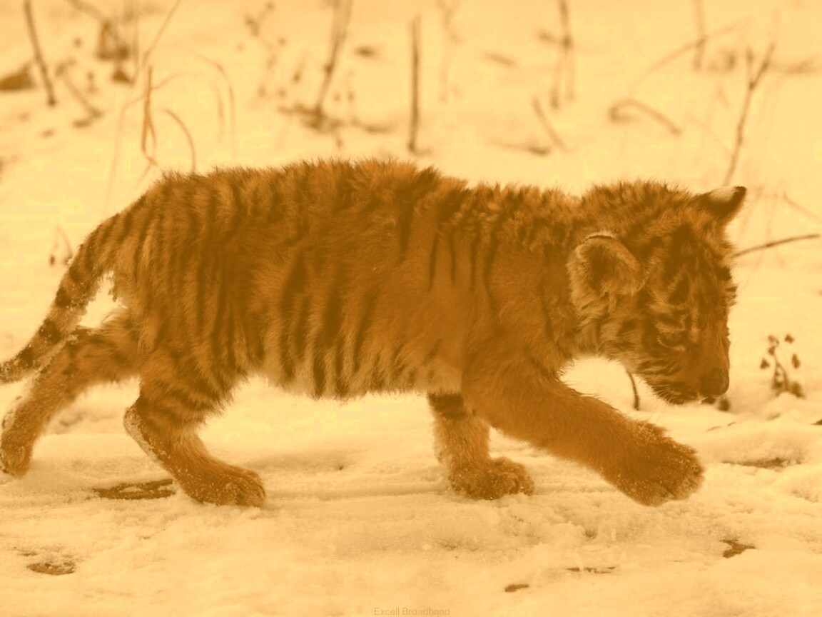 Тигренок на снегу обои