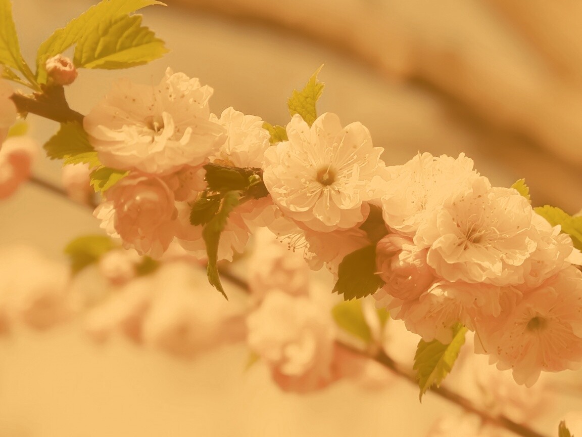 Ветка с цветами обои