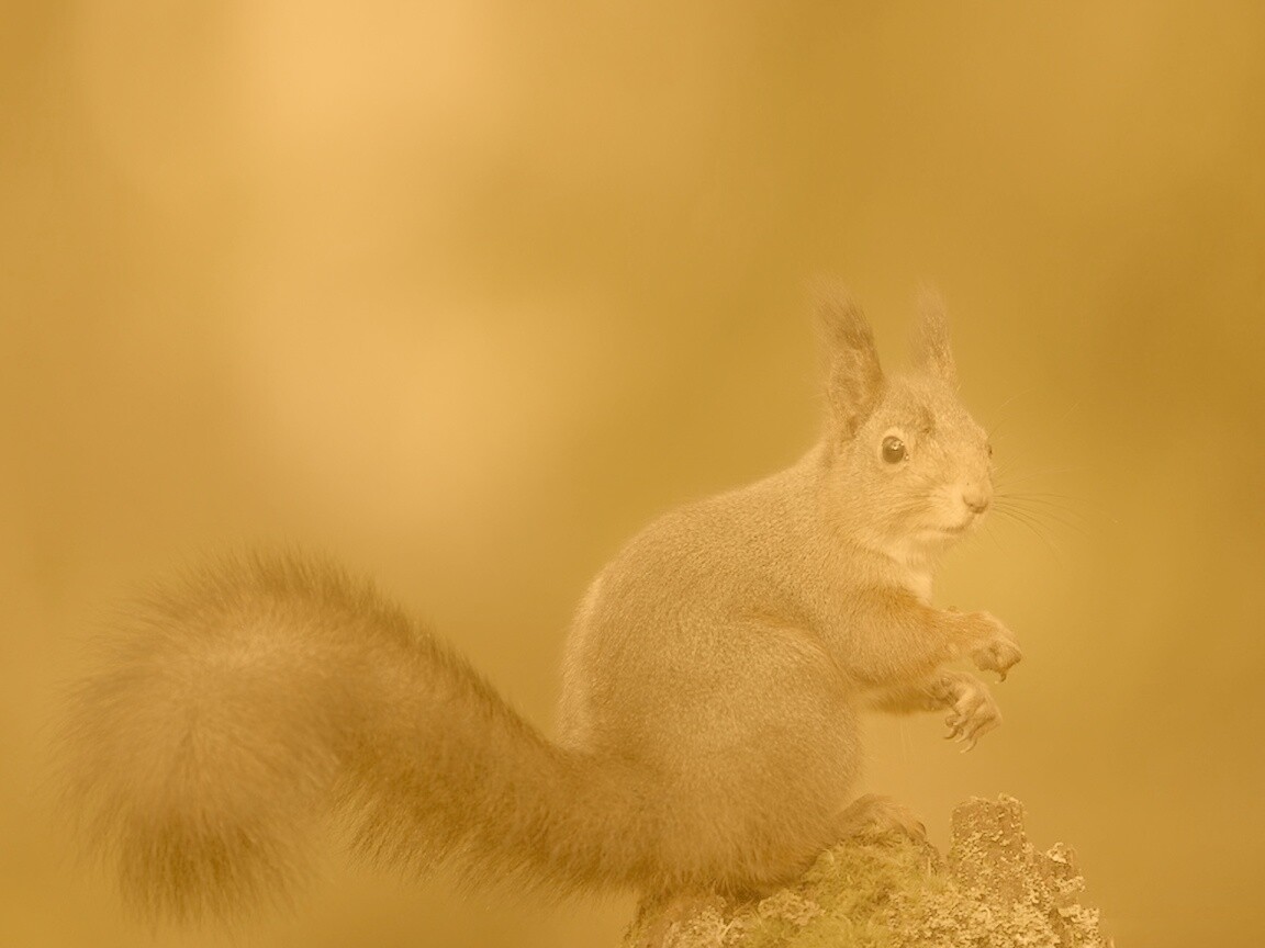 Белку застали врасплох обои