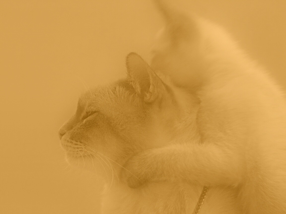 Котёнок обнимает маму обои