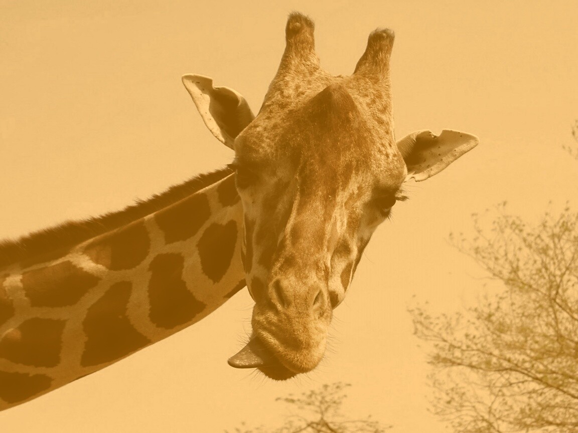 Жираф показывает язык обои