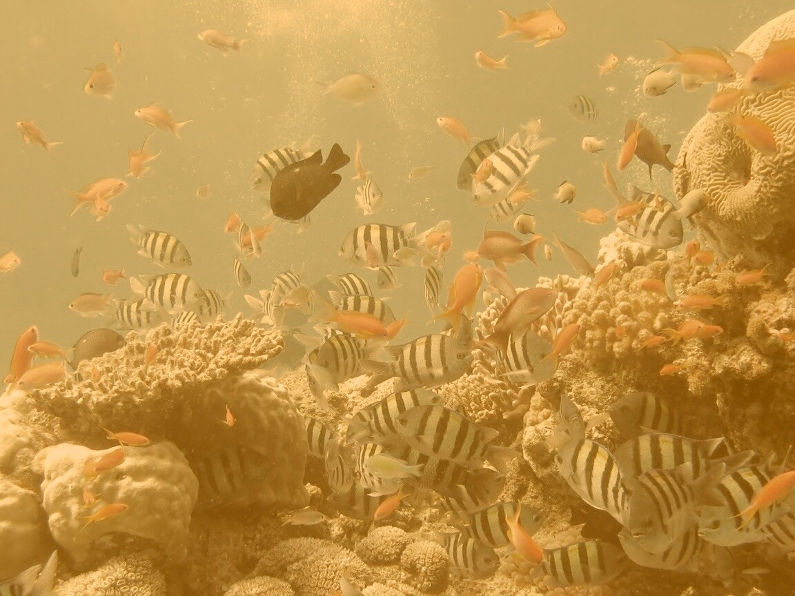 Жизнь в корраловом рифе обои