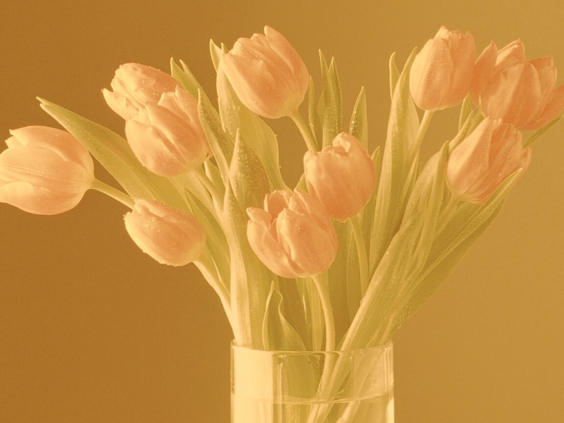 Букет тюльпанов обои