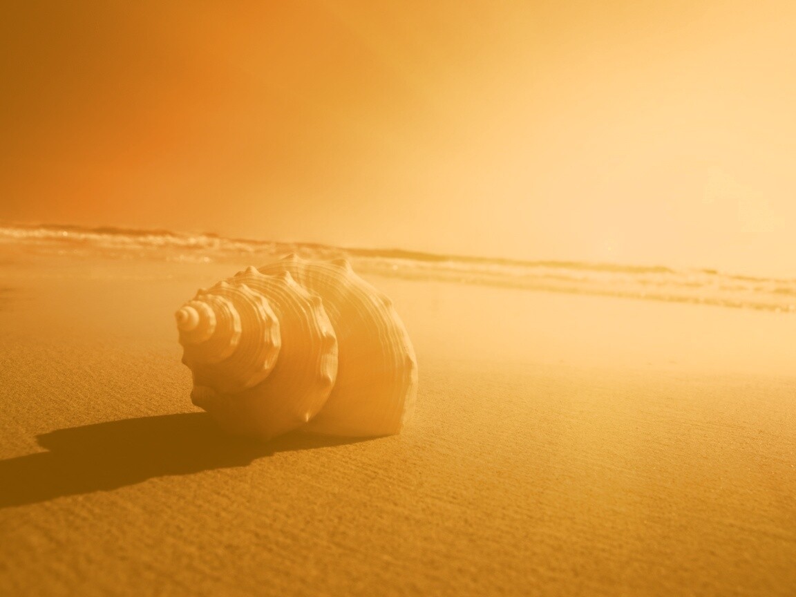 Золотистая ракушка обои