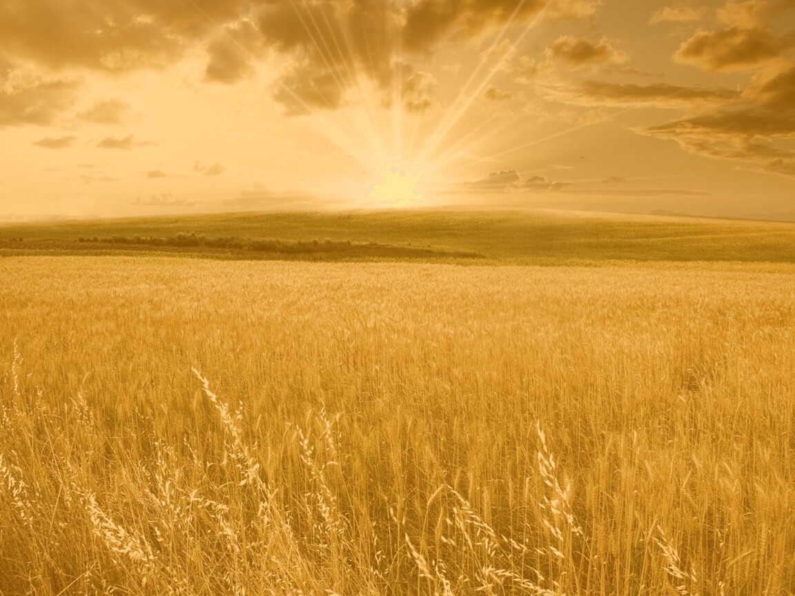 Восход над пшеничным полем обои