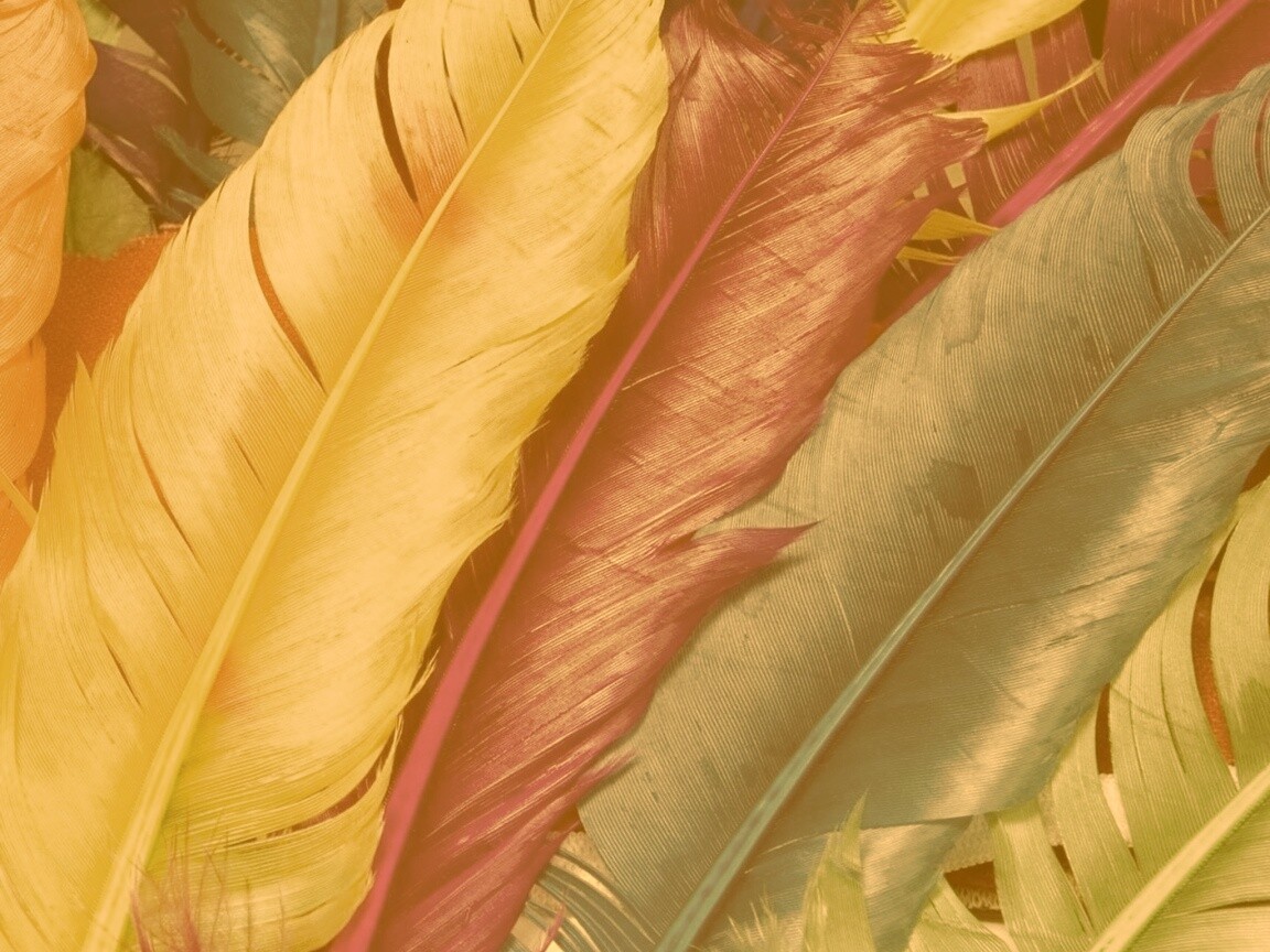 Разноцветные перья обои