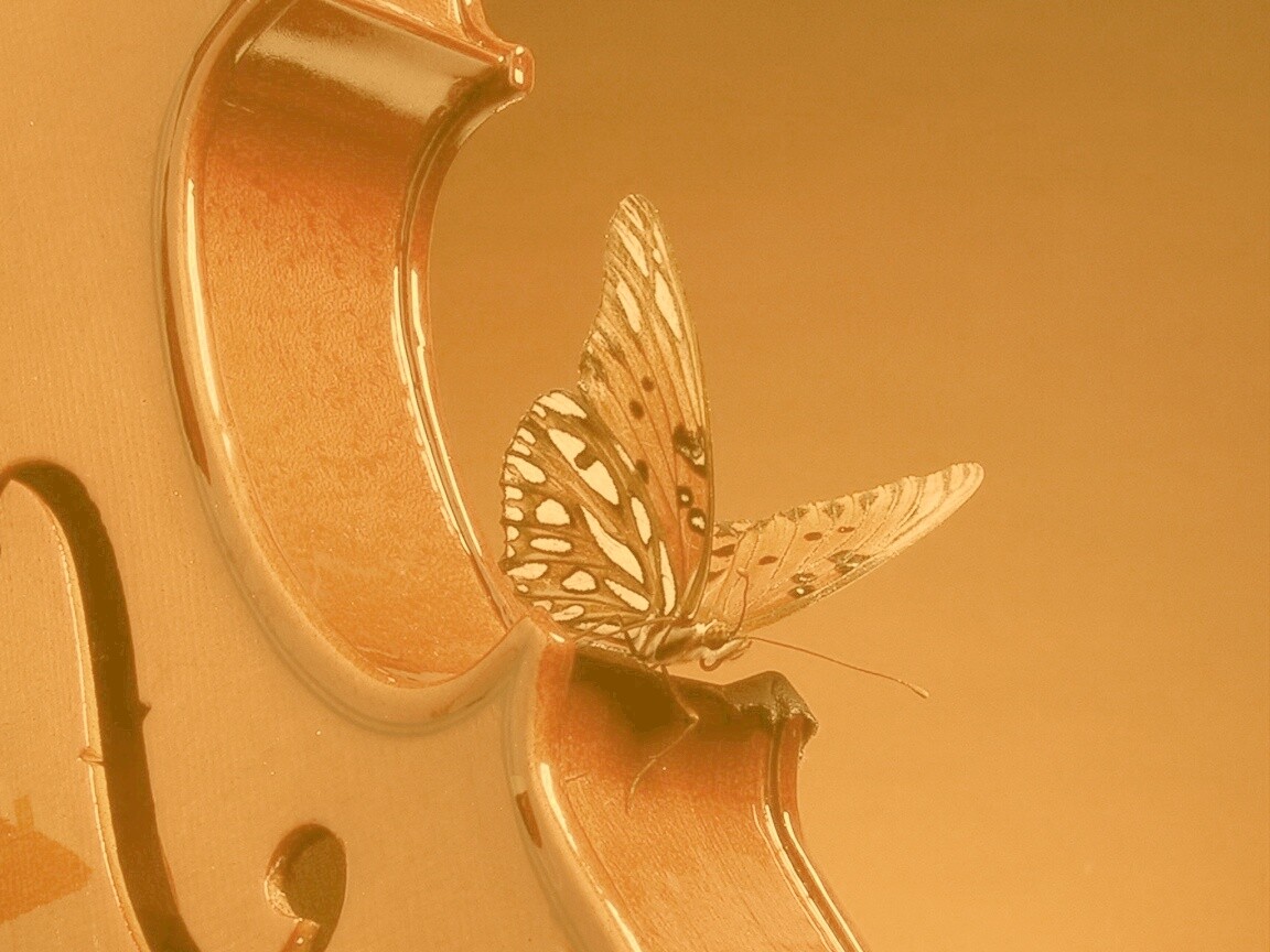 Бабочка на скрипке обои