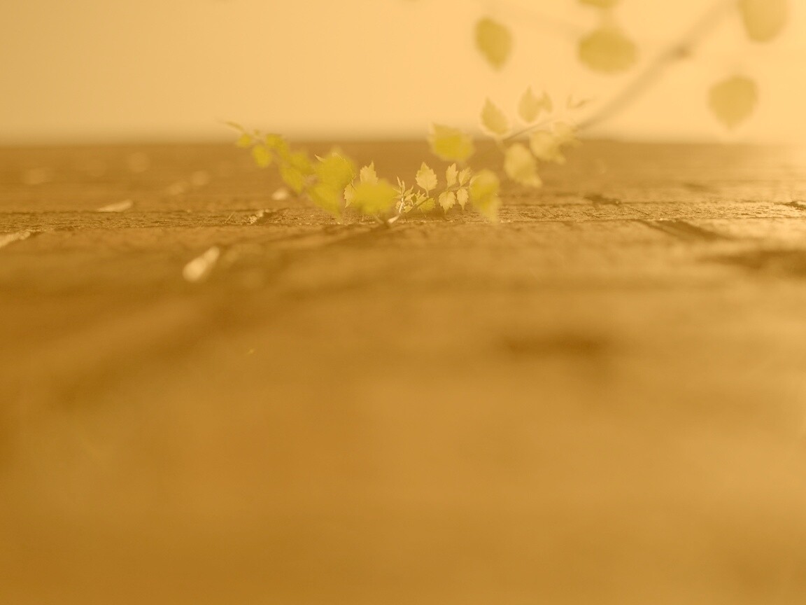 Зеленые ростки в стене обои