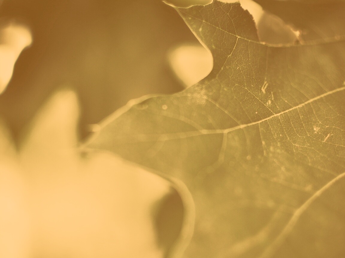 Темно-зеленый лист в макро обои