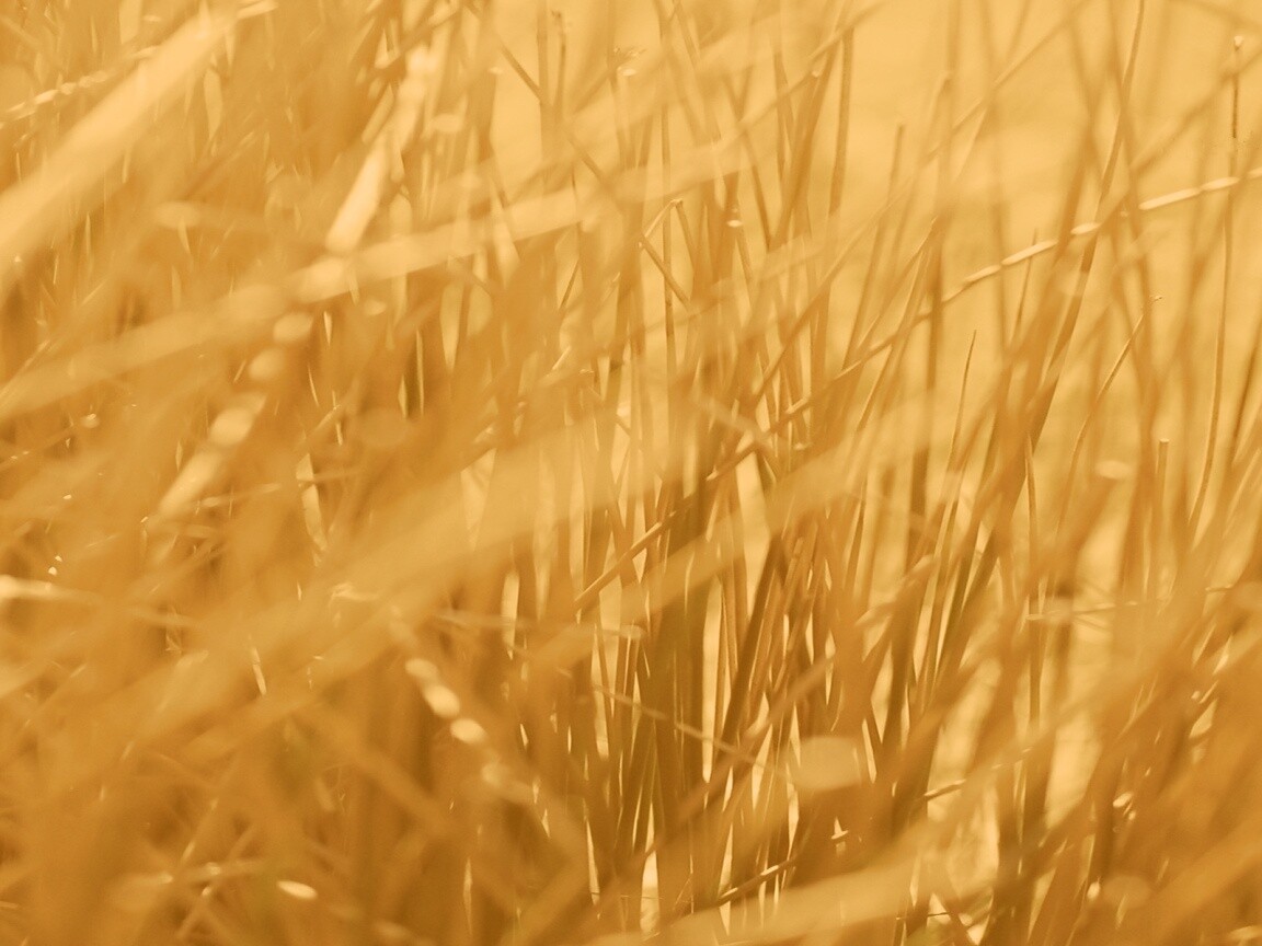 Высохшие травяные стебли обои