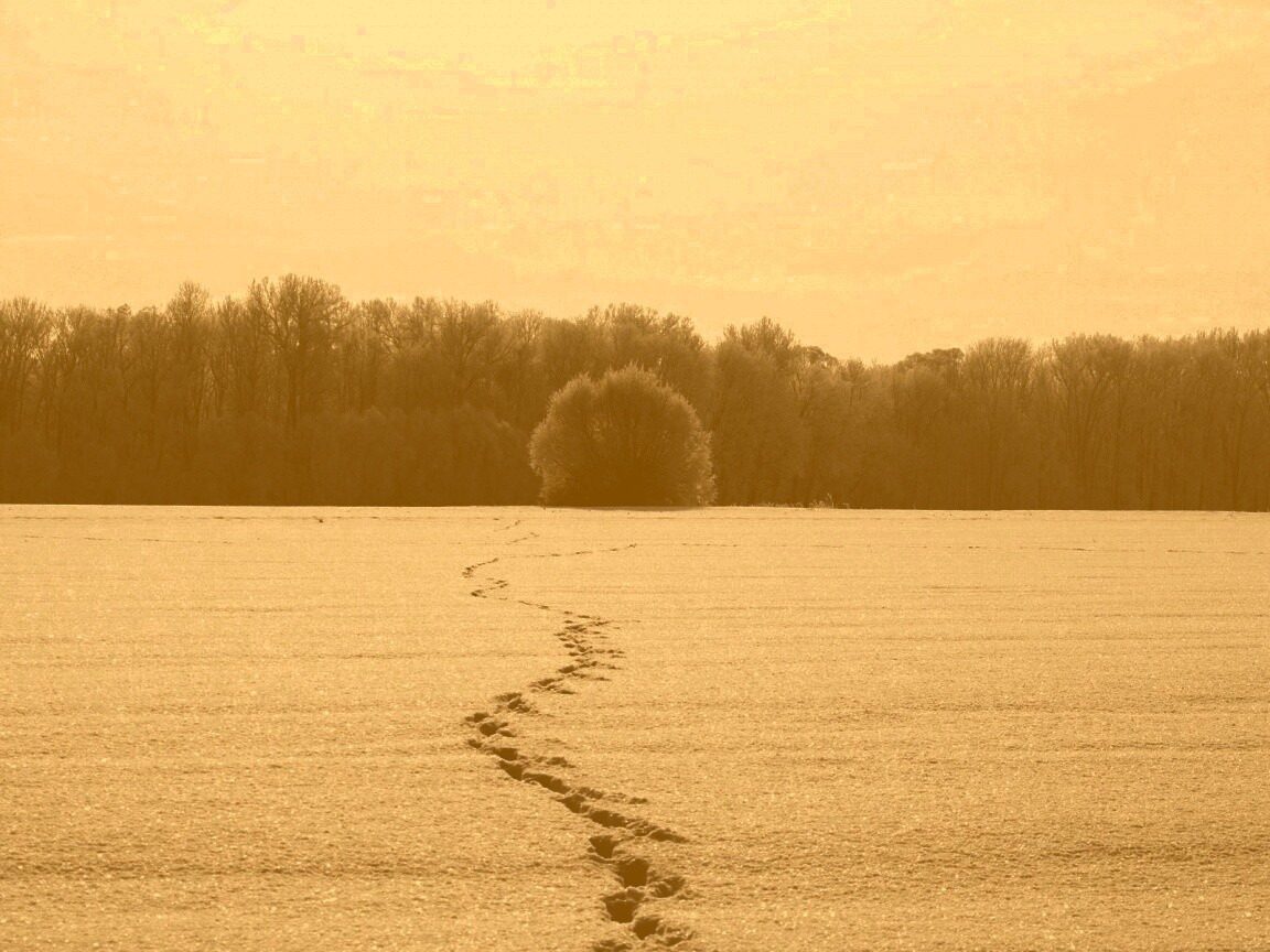 Следы на снегу обои