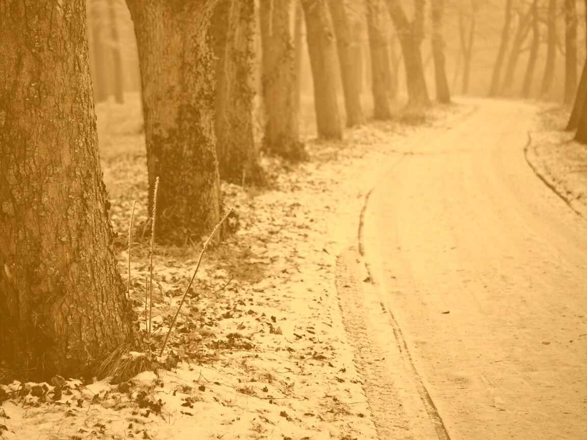 Дорога в зимнем лесу обои