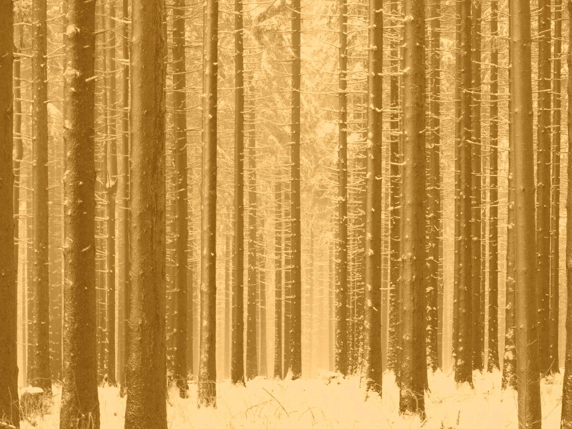 Зимний лес как штрихкод обои