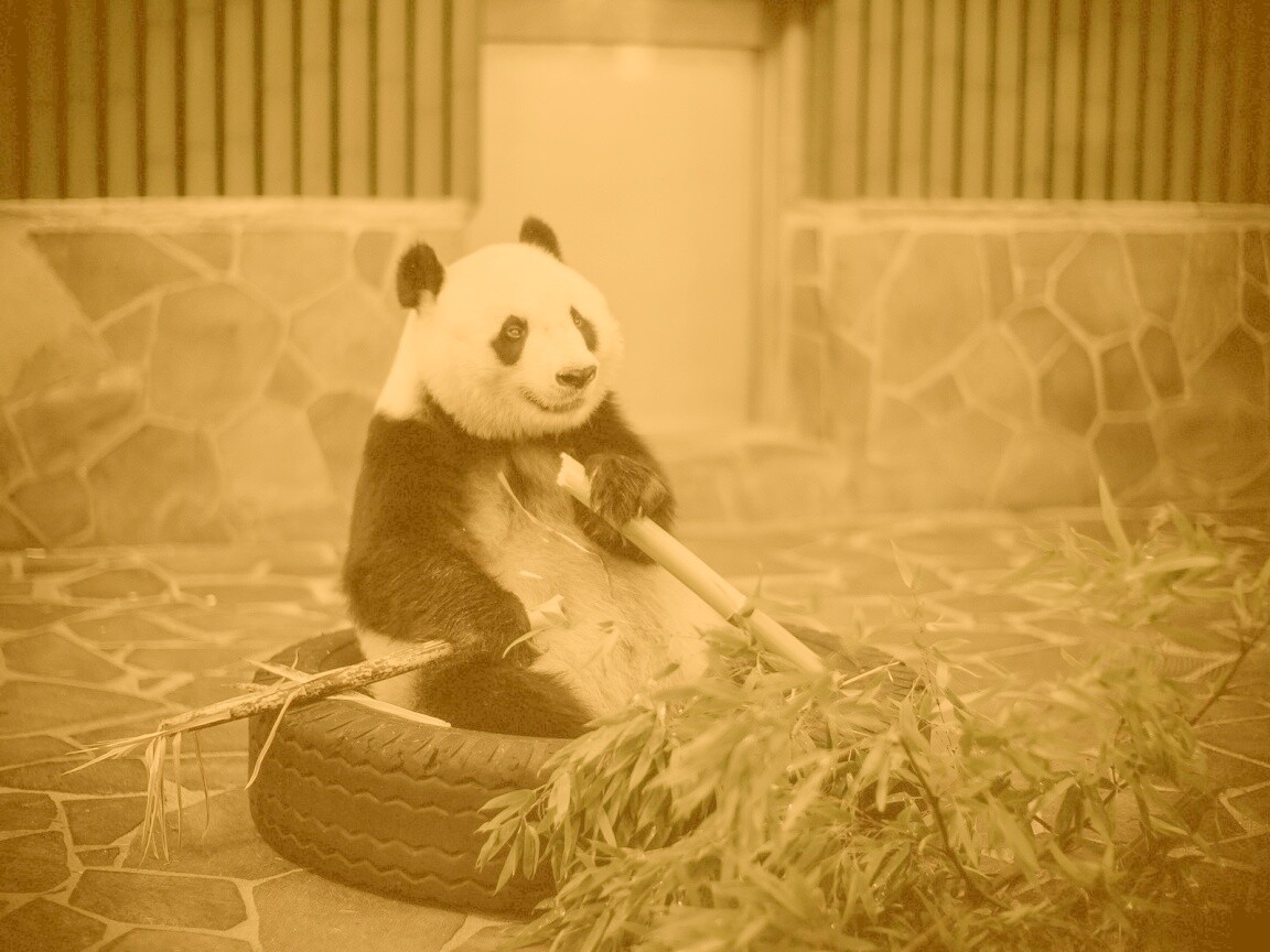 Панда точит бамбук обои