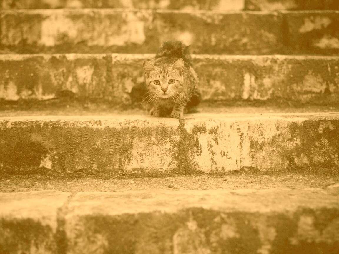 Растрепанная кошка на ступеньках лестницы обои