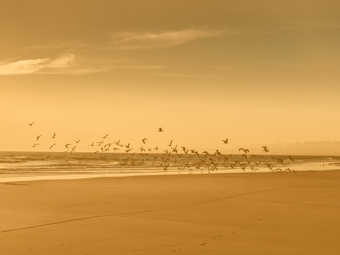Стая птиц на пляже обои