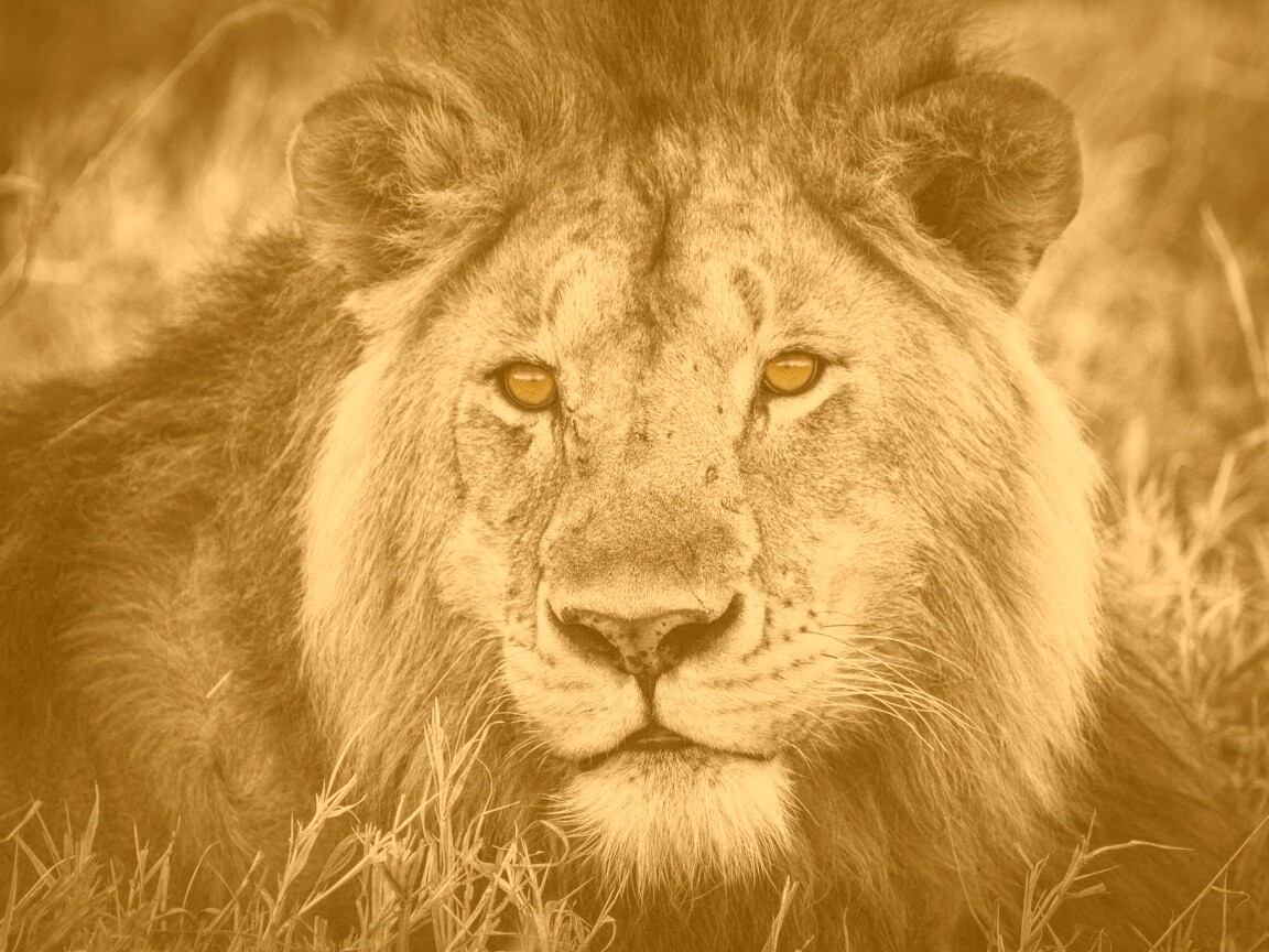 Гордый лев с горящими глазами обои
