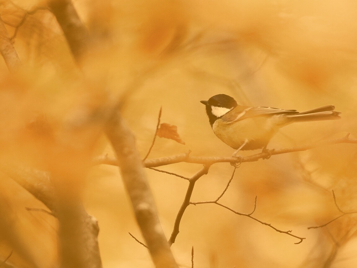 Синичка в желтой листве обои