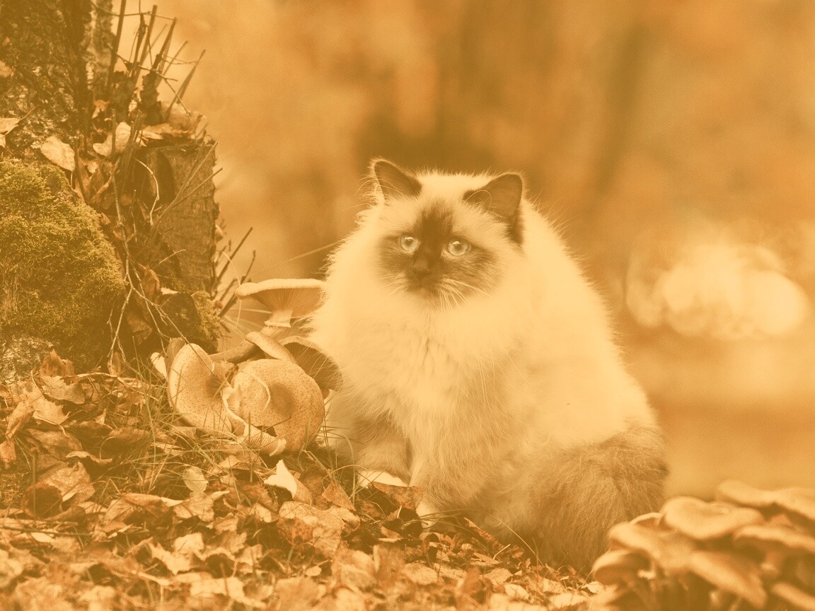 Пушистый кот среди пожелтевшей листвы обои
