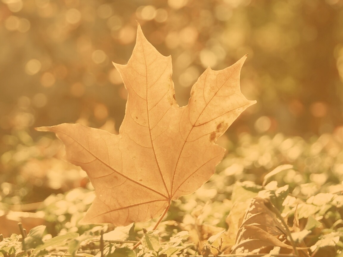 Желтый кленовый лист обои