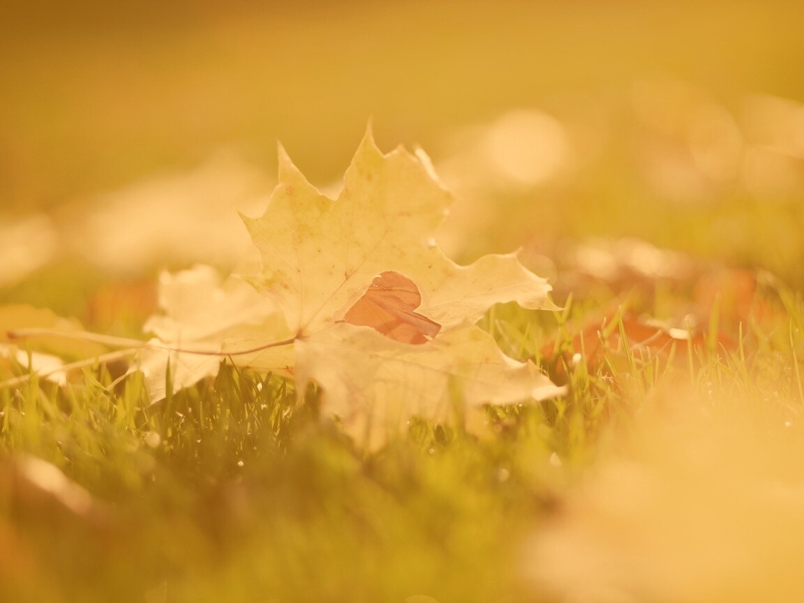 Листик в форме сердца обои