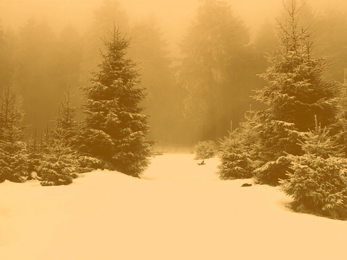 Ёлки в сугробах обои