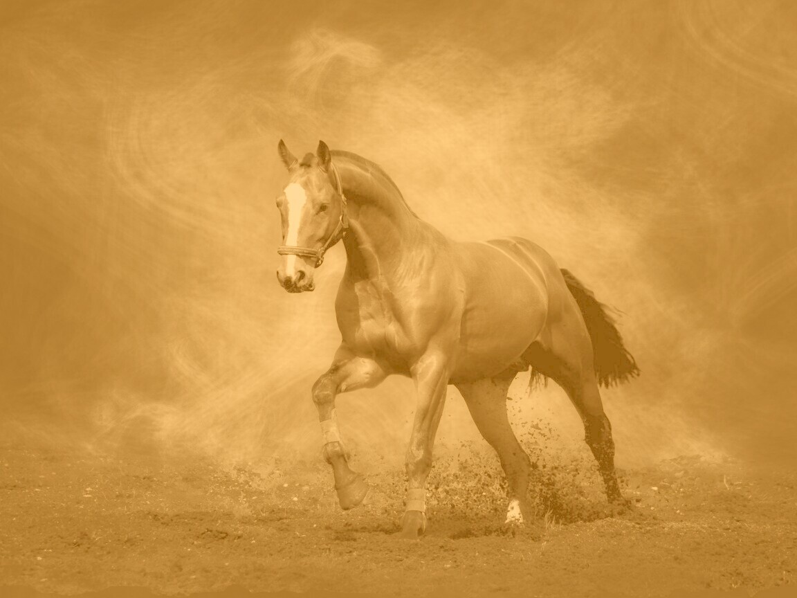 Лошадь обои