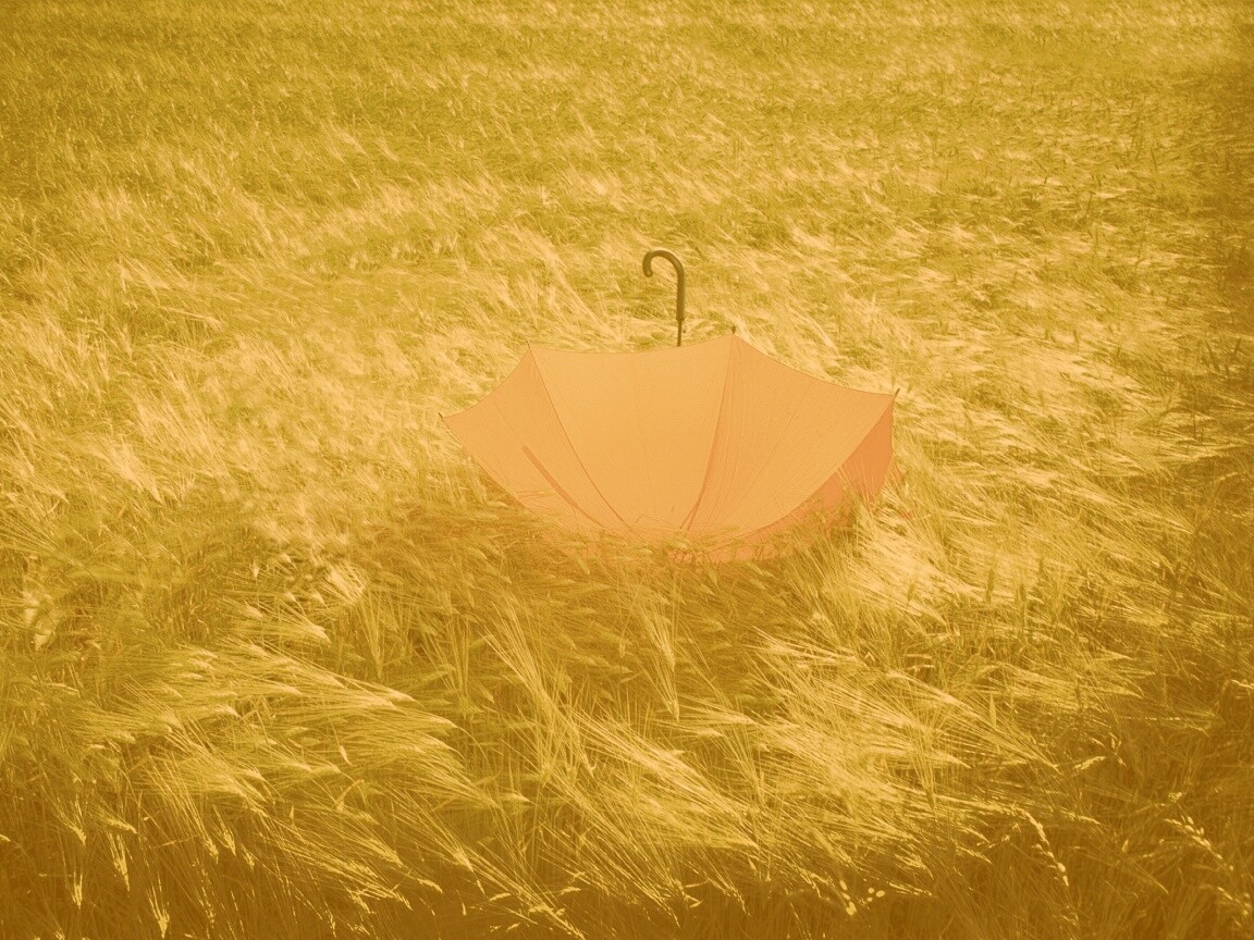 Зонт на траве обои