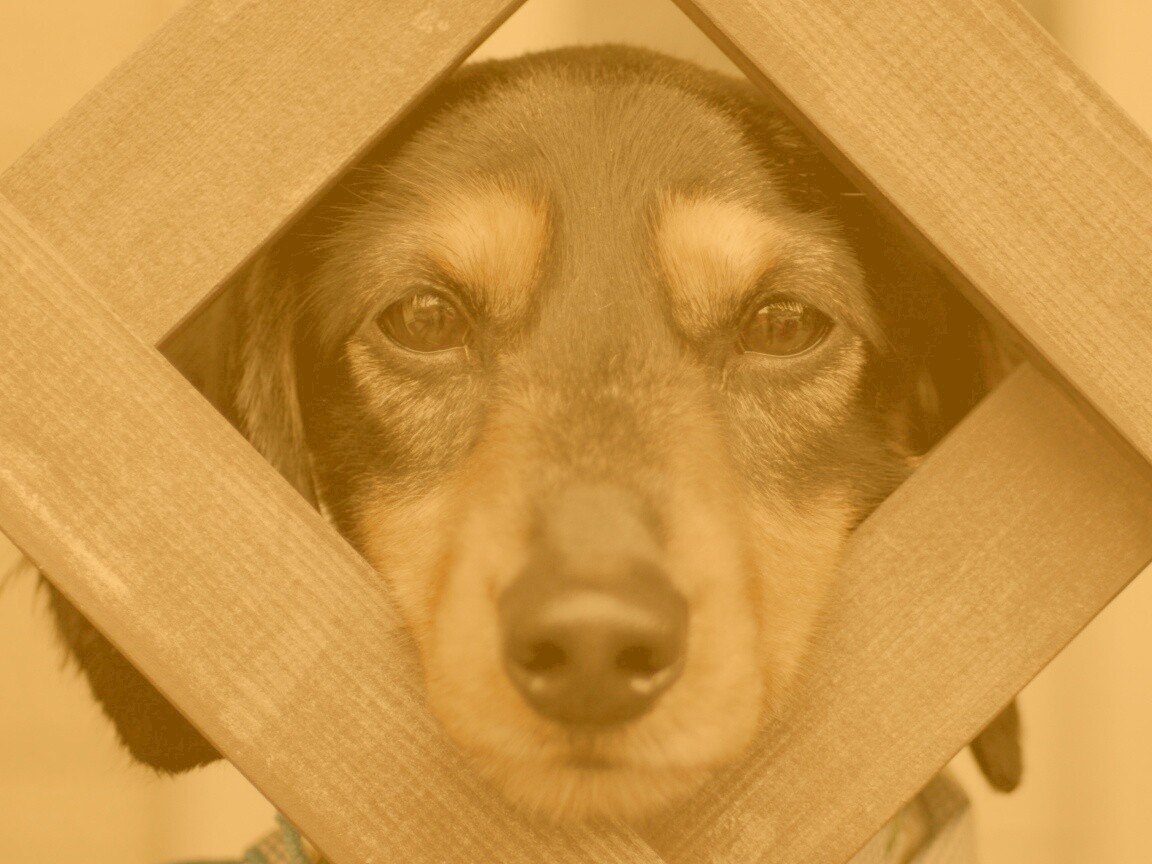 Мордочка в заборе обои