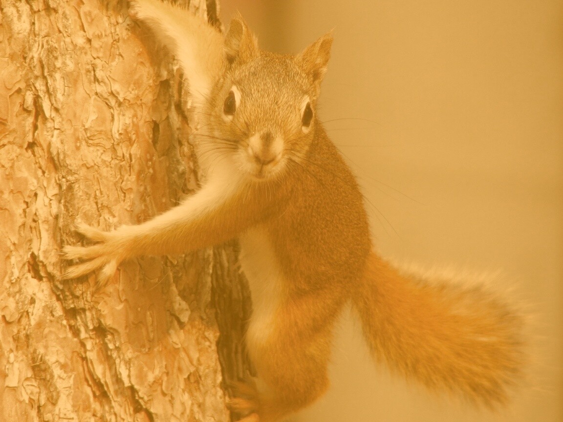 Белка на дереве обои
