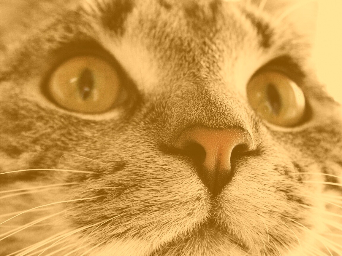 Кошачья мордочка обои