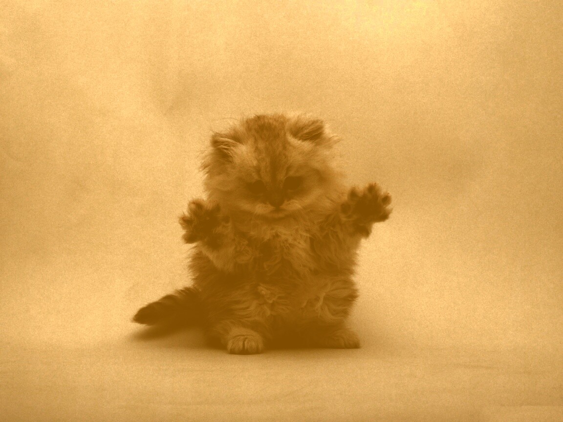 Милый котенок обои