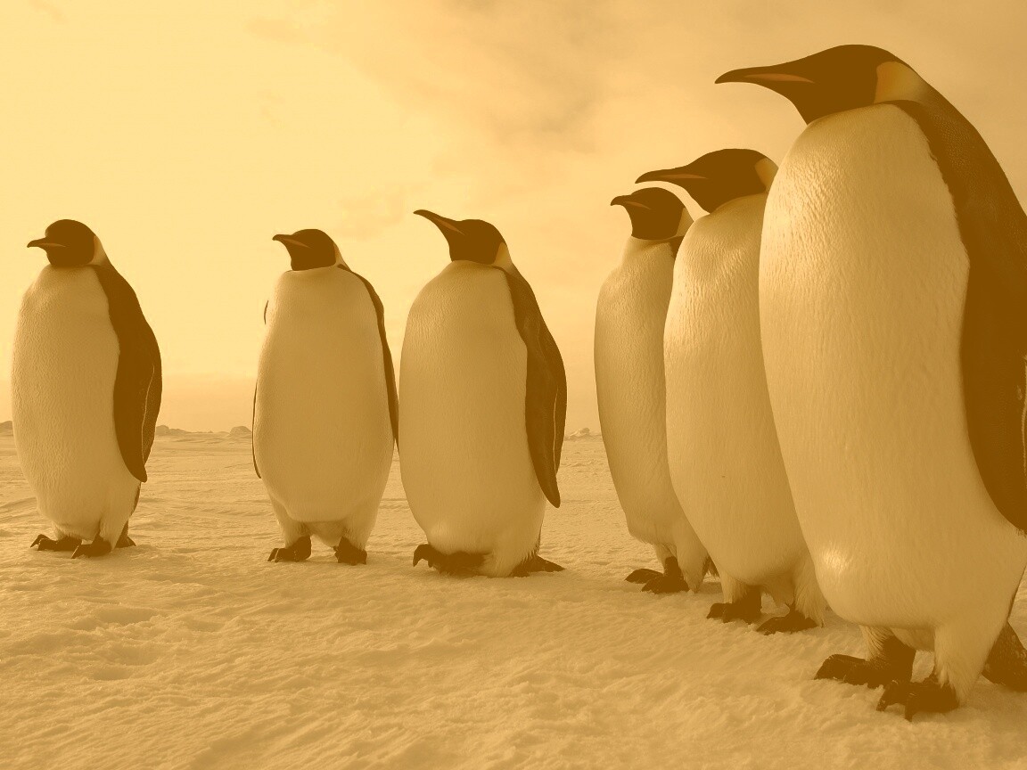 Слет пингвинов обои