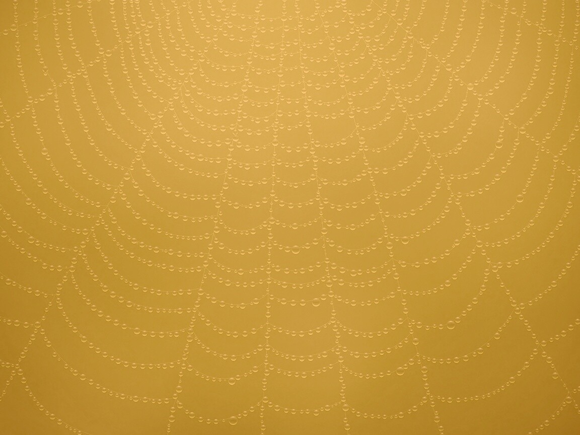 Роса на паутине обои