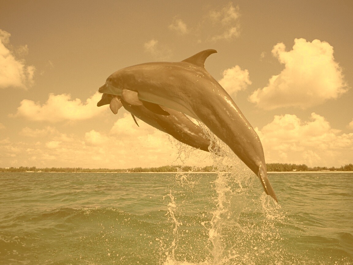 Дельфины обои
