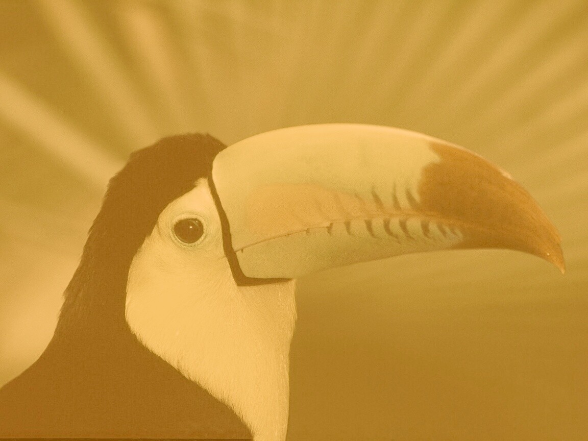 Грустный желтогрудый тукан обои