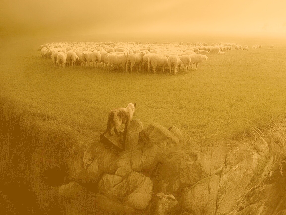 Волк и овцы обои
