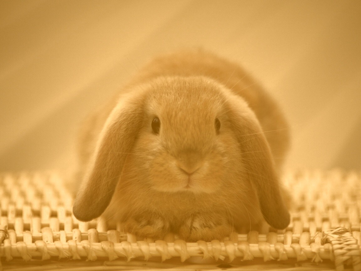 Кроличек обои