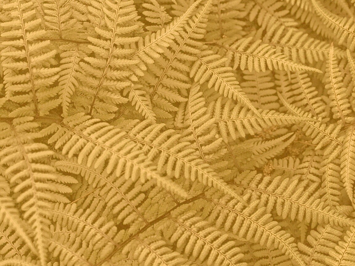 Папоротник обои