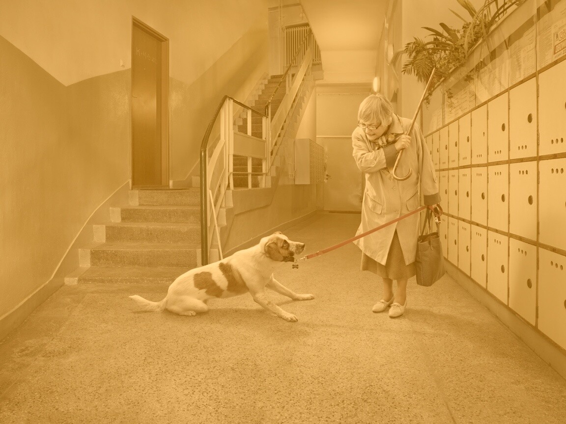 Непослушная собака обои