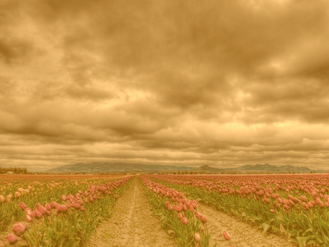 Цветочное поле под грозовым небом обои