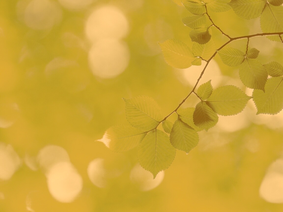 Зеленая ветка с листьями обои