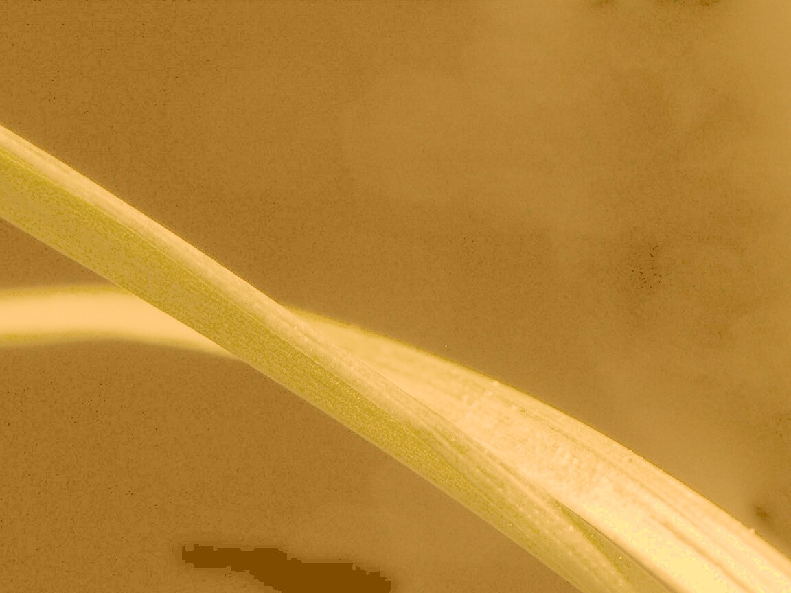 Зелень обои