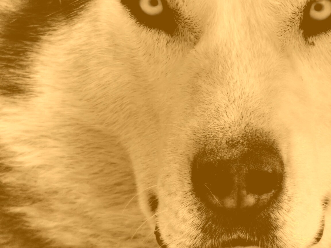 Сибирский хаски обои