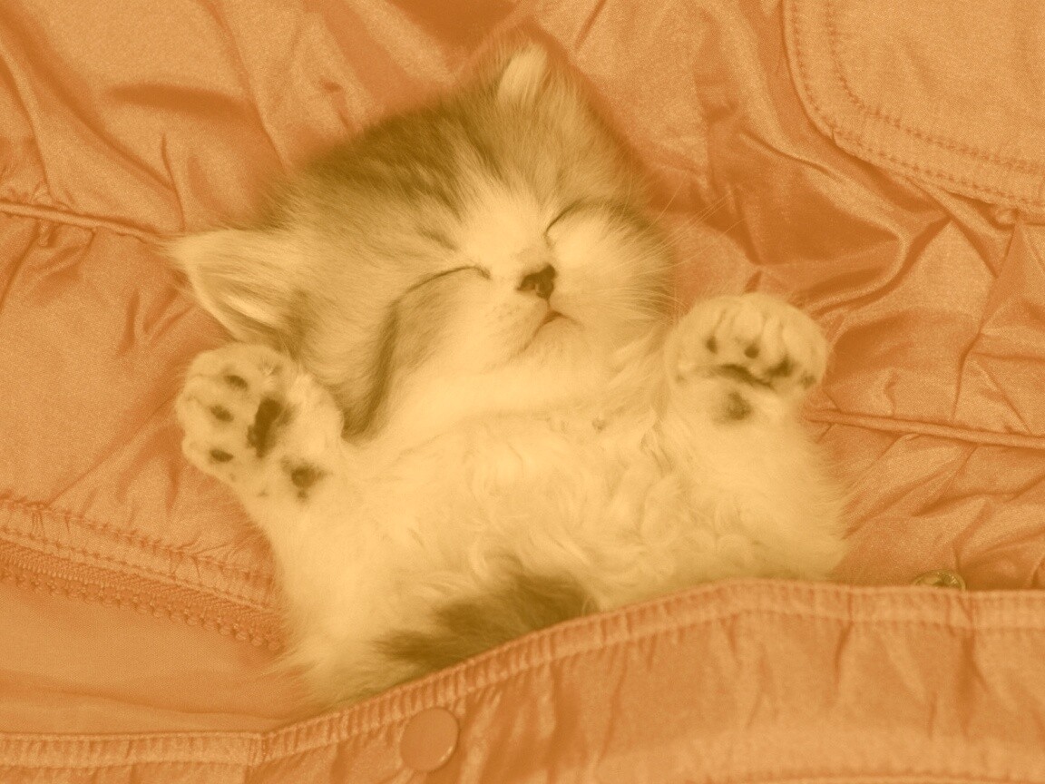 Котенок на розовой куртке обои