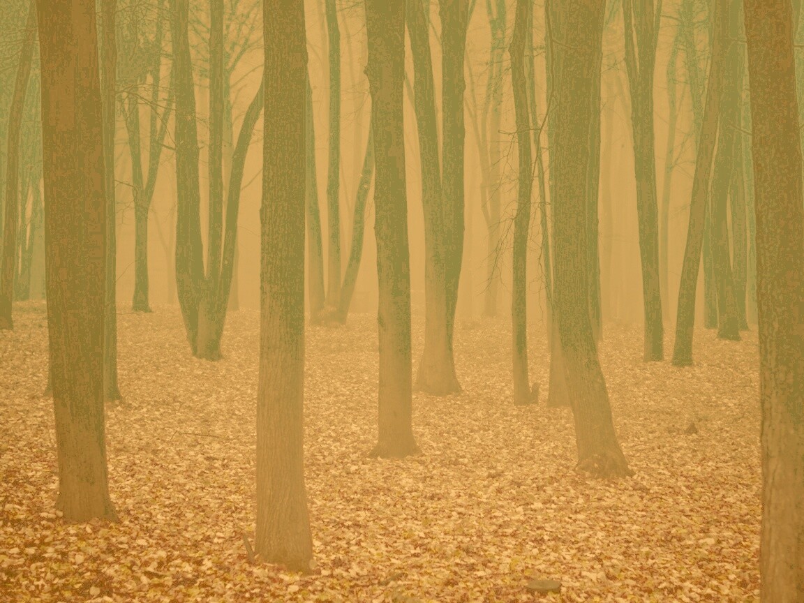 Таинственный лес обои