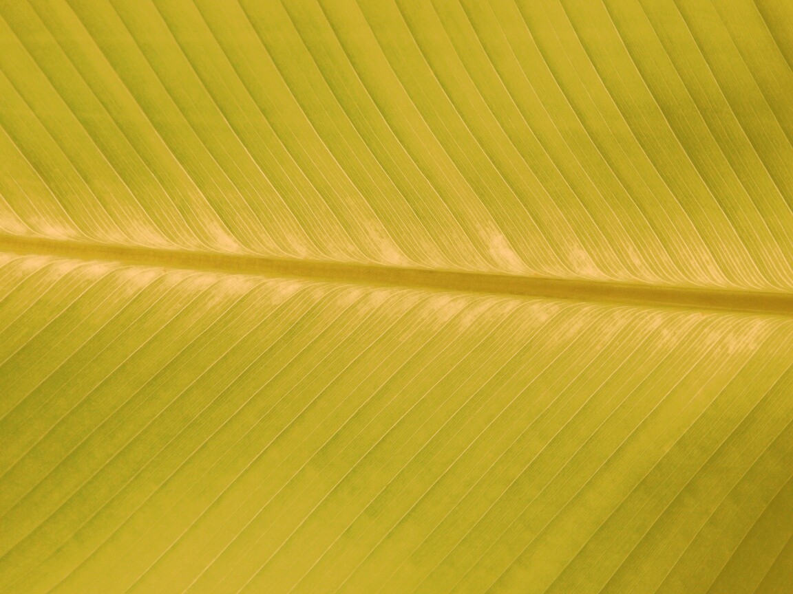 Пальмовый лист на солнце обои